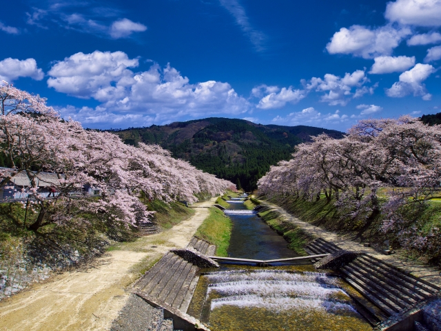 鮎河の千本桜見頃開花状況