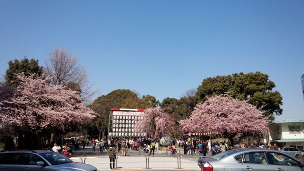 うえの公園花見うえの桜まつり (2)