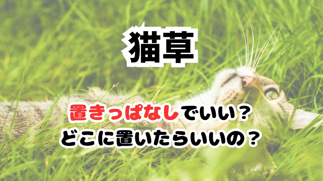 猫草置きっぱなしていいの？