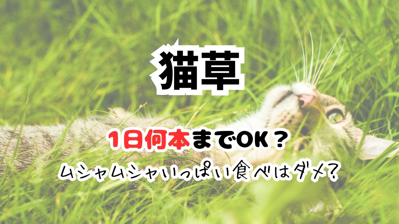 猫草は1日何本まで？