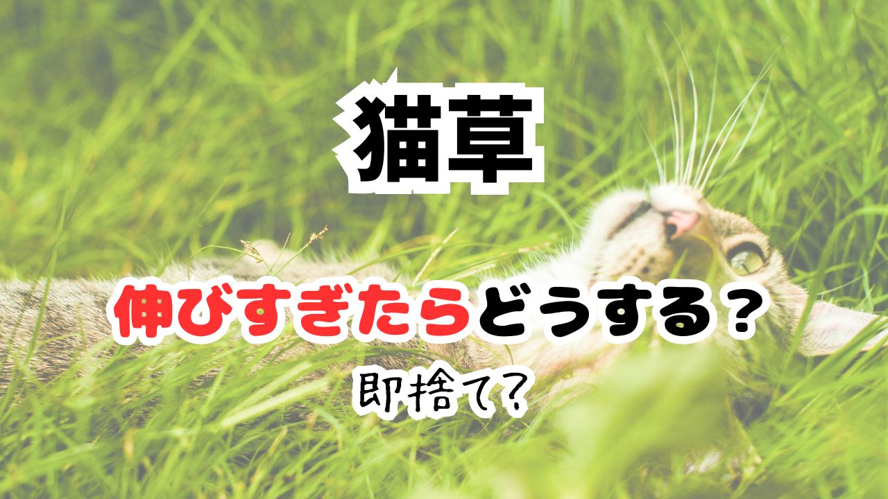 猫草伸びすぎたらどうする