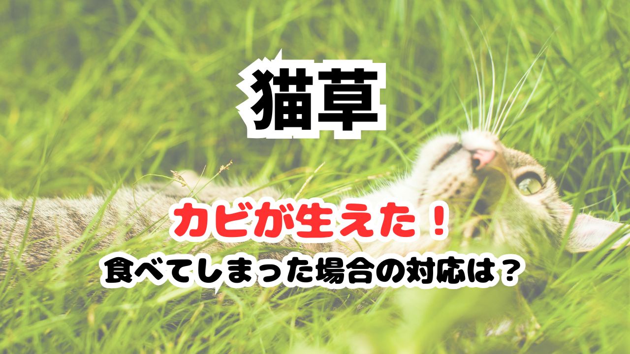 猫草にカビ