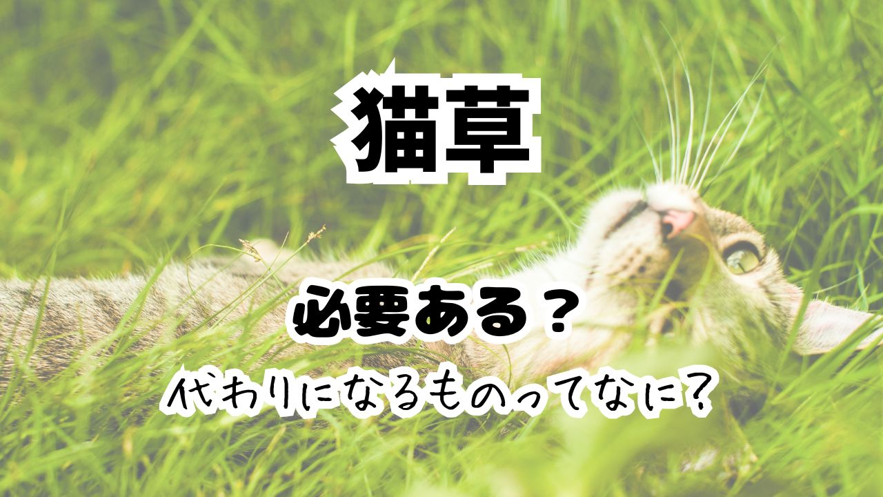 猫草は必要なのか