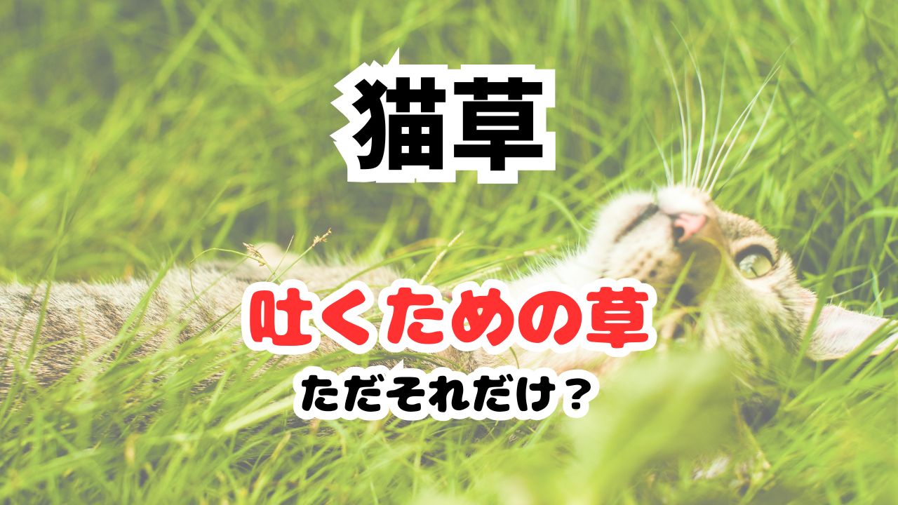 猫草は吐くための草？