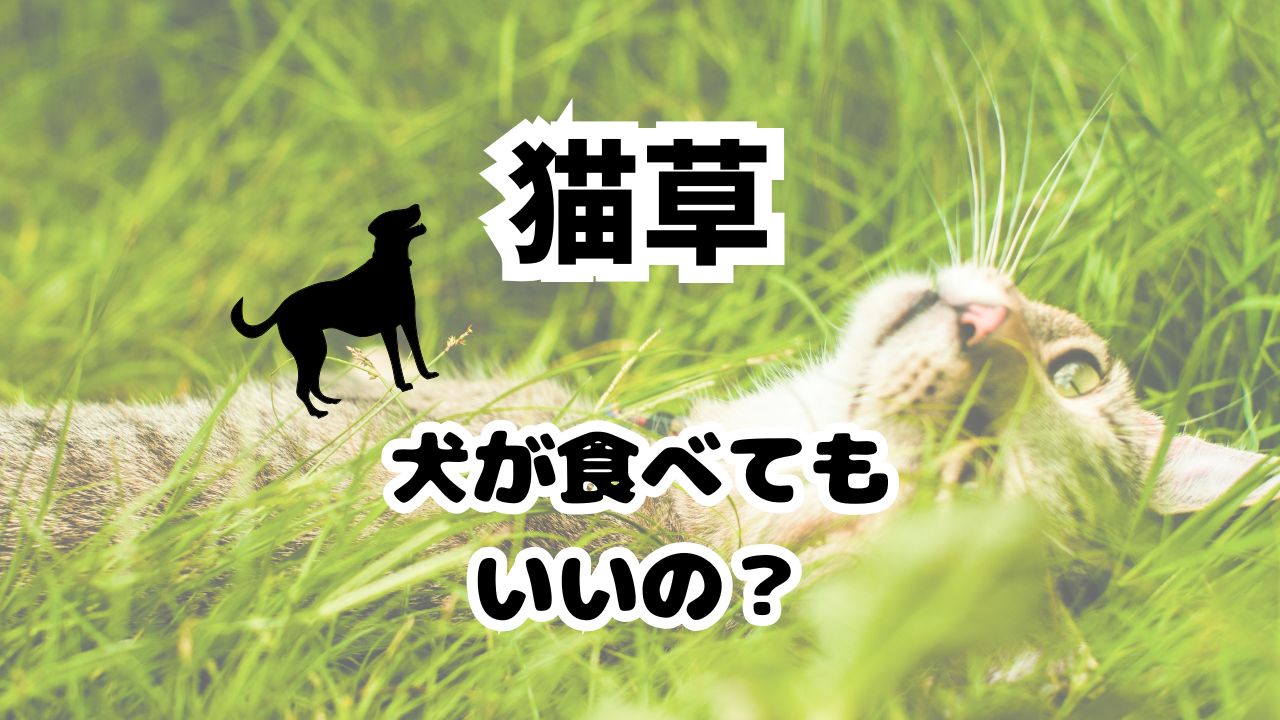 猫草は犬も食べる？