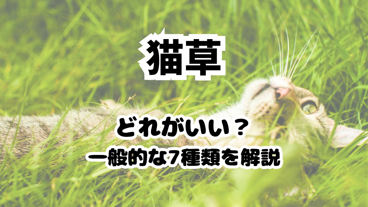 猫草の種類7種