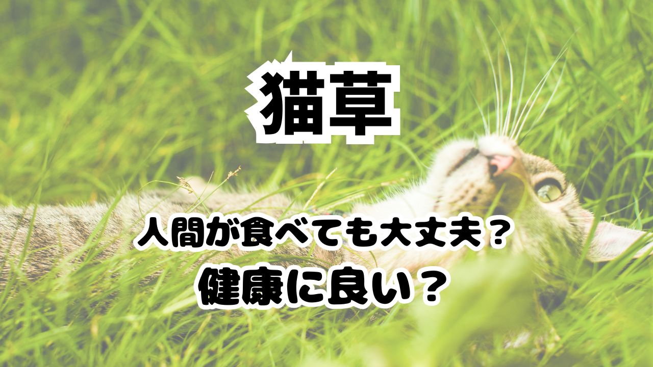 猫草を人間が食べるのはどうなの？