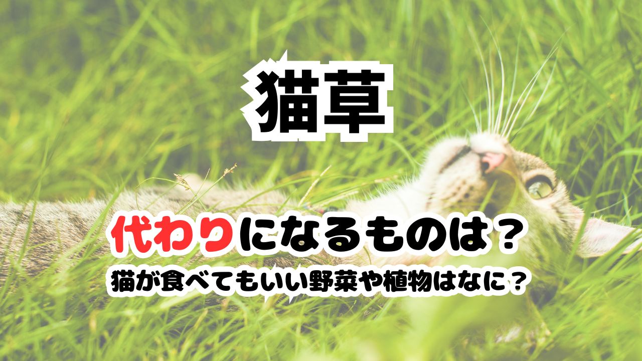 猫草の代わりになる植物や野菜はなに