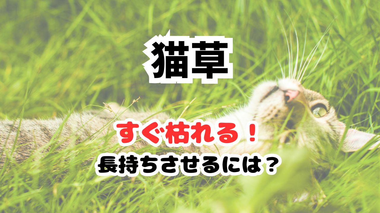 猫草がすぐ枯れるのはどうしたらいい