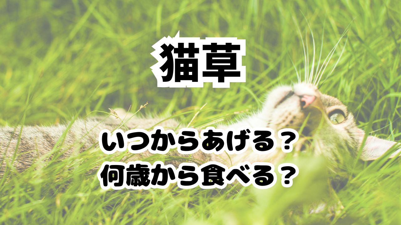 猫草はいつからあげていい？