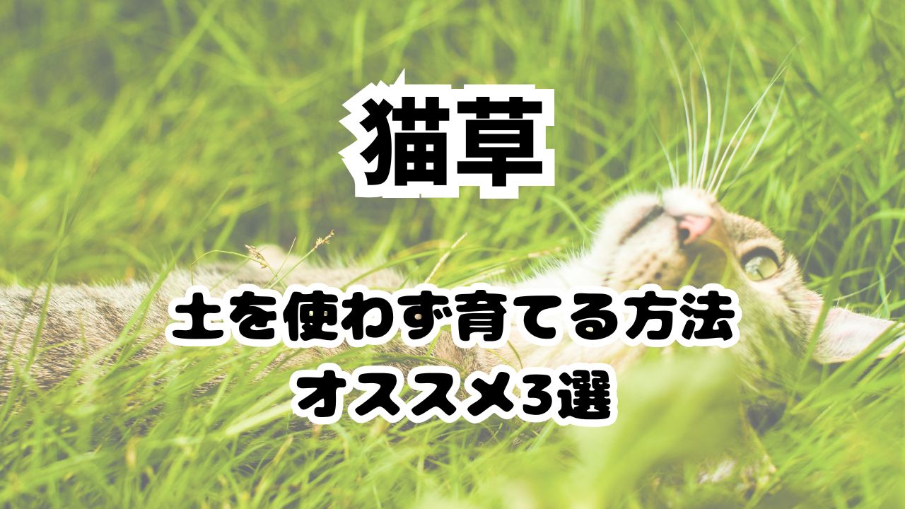 猫草土を使わない育て方