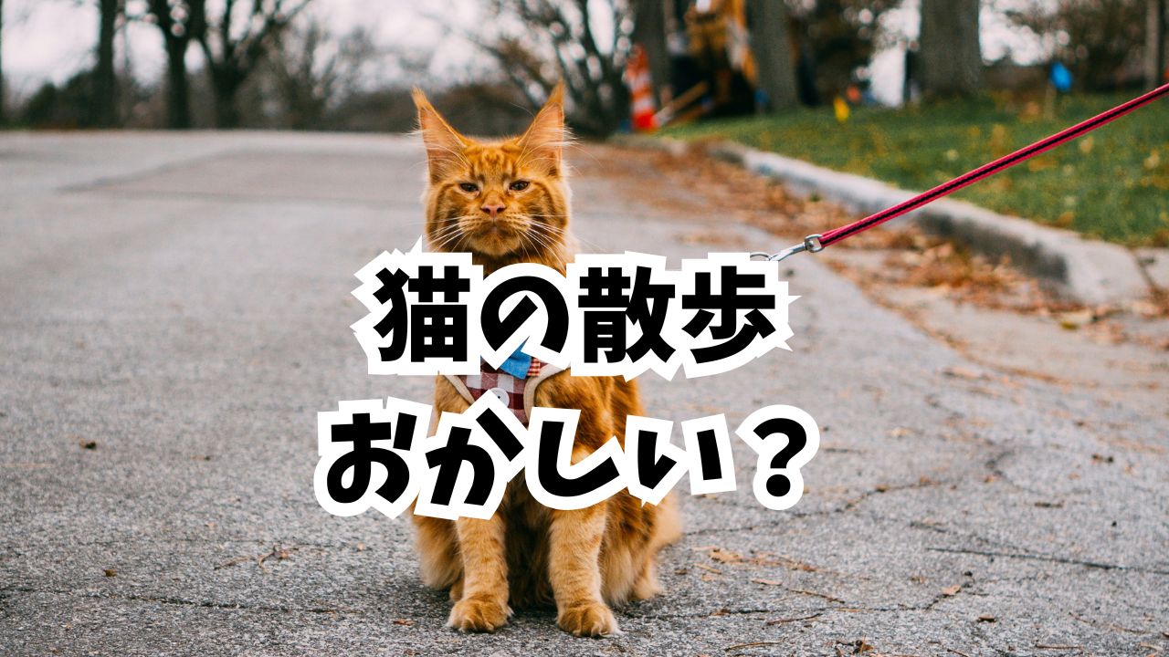 猫の散歩はおかしいの？