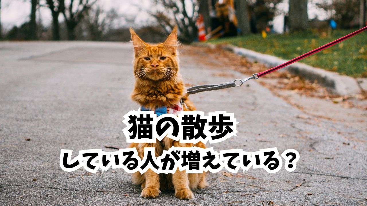 猫の散歩させてる人