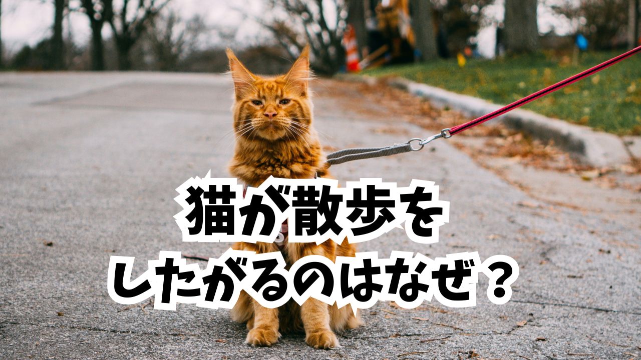 猫が散歩したがるのはなぜ？