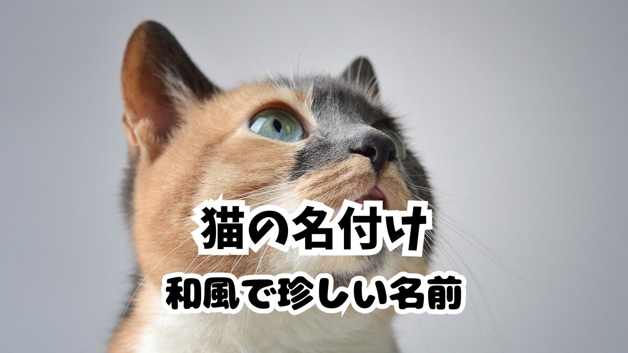 猫の名前で和風の珍しいのはコレ